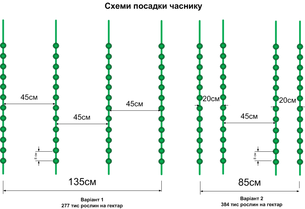 Горох альфа схема посадки