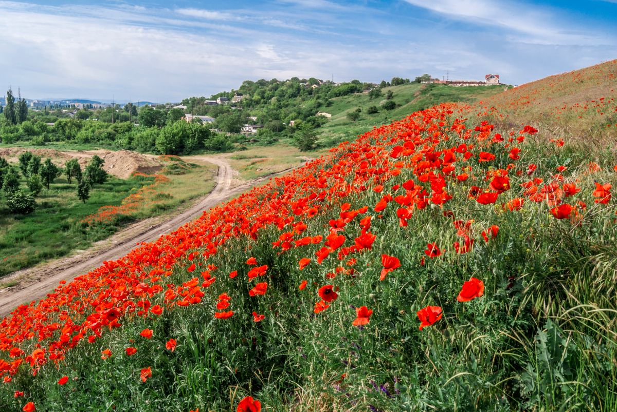 Фото маковое поле в крыму