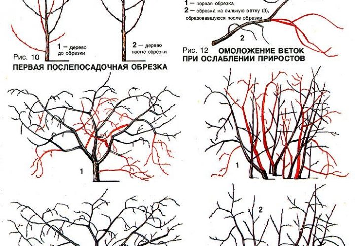 Обрезка черешни летом для начинающих в картинках пошагово