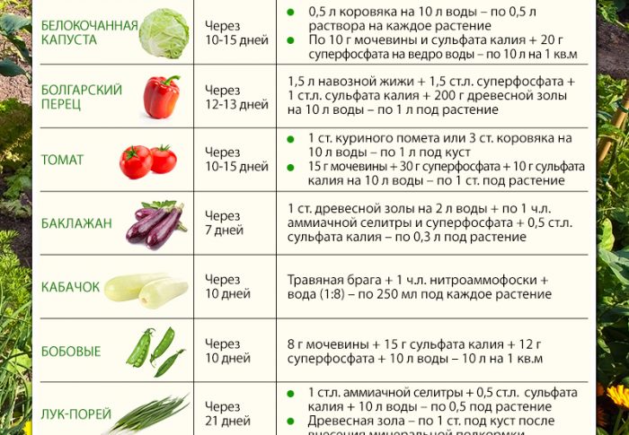 Чем удобрить кабачки в период цветения. Схема подкормки кабачков в открытом грунте. Подкормка кабачков в открытом. Возраст рассады для высадки в открытый грунт. Возраст рассады для высадки в грунт.