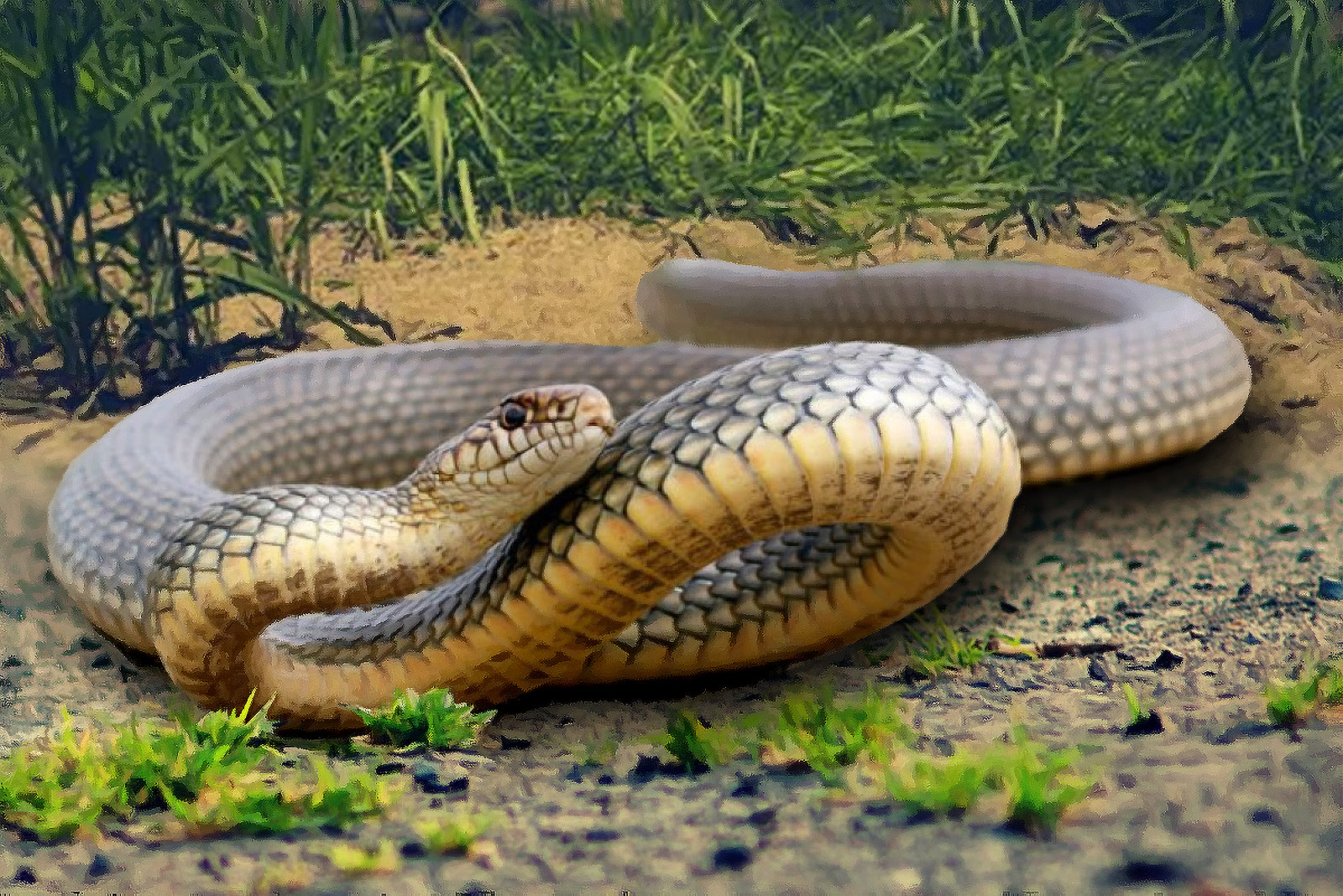 Желтая змея в Краснодарском крае